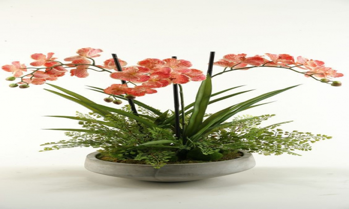 Các kiểu cắm hoa lan đẹp, phù hợp phong thuỷ giúp mang sinh khí vào nhà